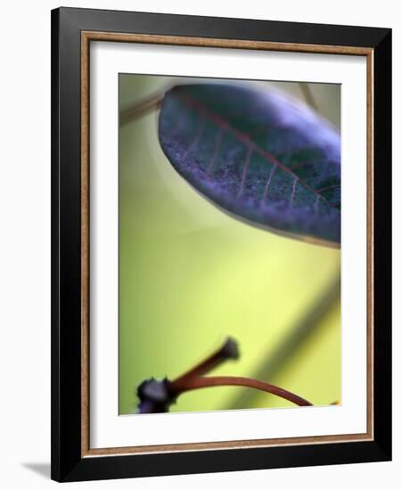 Royal Purple Leaf Abstraction II-Nicole Katano-Framed Photo