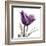 Royal Purple Parrot Tulip-Albert Koetsier-Framed Art Print