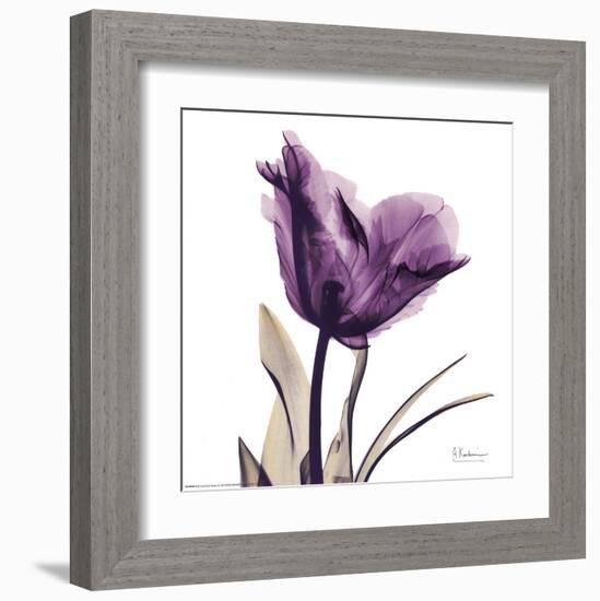 Royal Purple Parrot Tulip-Albert Koetsier-Framed Art Print