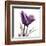 Royal Purple Parrot Tulip-Albert Koetsier-Framed Art Print