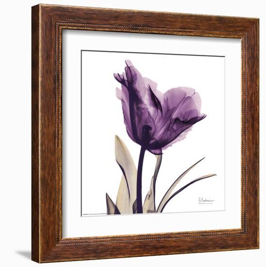 Royal Purple Parrot Tulip-Albert Koetsier-Framed Art Print