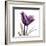 Royal Purple Parrot Tulip-Albert Koetsier-Framed Art Print