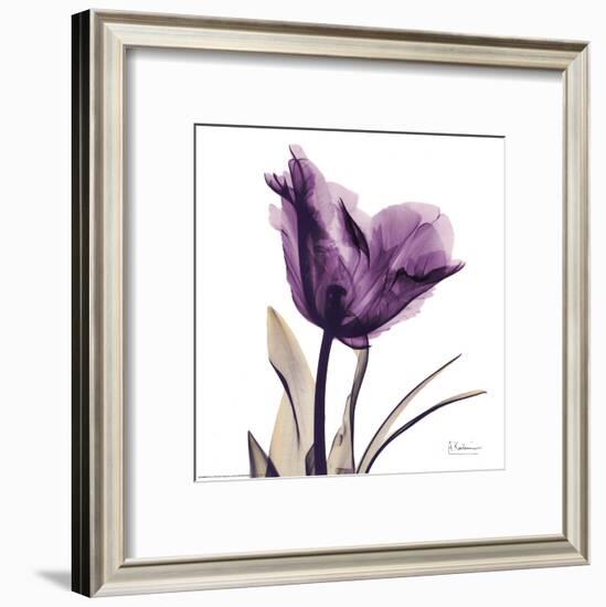 Royal Purple Parrot Tulip-Albert Koetsier-Framed Art Print