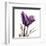 Royal Purple Parrot Tulip-Albert Koetsier-Framed Art Print