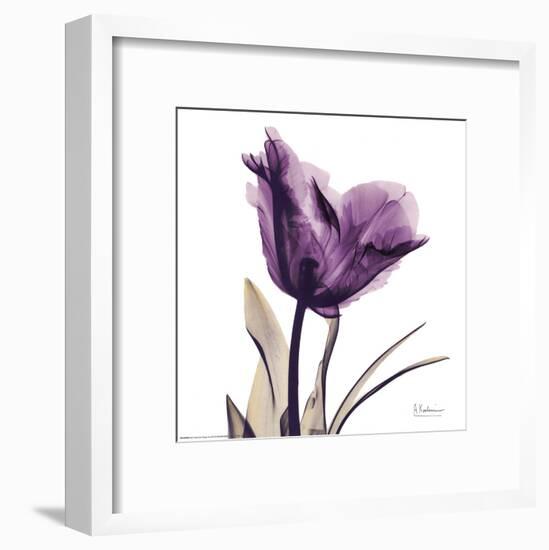 Royal Purple Parrot Tulip-Albert Koetsier-Framed Art Print