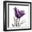 Royal Purple Parrot Tulip-Albert Koetsier-Framed Art Print