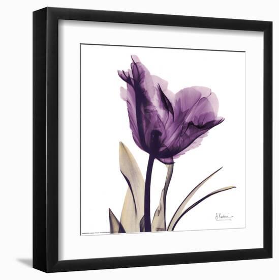 Royal Purple Parrot Tulip-Albert Koetsier-Framed Art Print