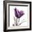 Royal Purple Parrot Tulip-Albert Koetsier-Framed Art Print