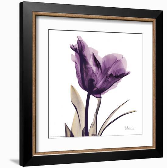 Royal Purple Parrot Tulip-Albert Koetsier-Framed Art Print