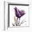 Royal Purple Parrot Tulip-Albert Koetsier-Framed Art Print