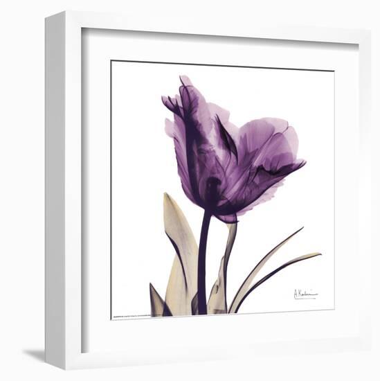 Royal Purple Parrot Tulip-Albert Koetsier-Framed Art Print