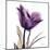 Royal Purple Parrot Tulip-Albert Koetsier-Mounted Art Print