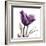 Royal Purple Parrot Tulip-Albert Koetsier-Framed Art Print