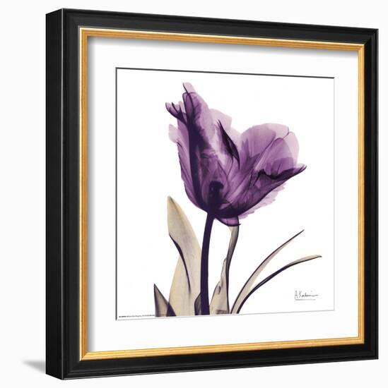 Royal Purple Parrot Tulip-Albert Koetsier-Framed Art Print