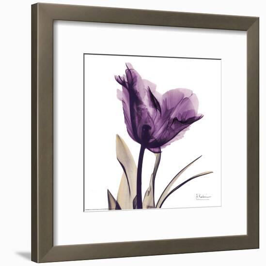 Royal Purple Parrot Tulip-Albert Koetsier-Framed Art Print