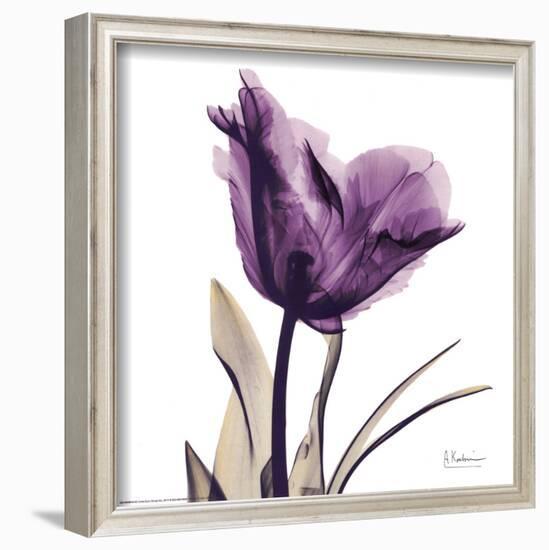 Royal Purple Parrot Tulip-Albert Koetsier-Framed Art Print