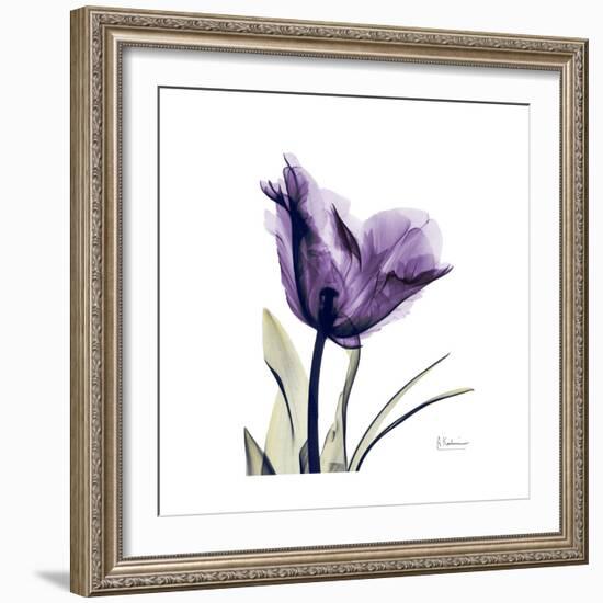 Royal Purple Parrot Tulip-Albert Koetsier-Framed Premium Giclee Print