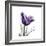 Royal Purple Parrot Tulip-Albert Koetsier-Framed Premium Giclee Print