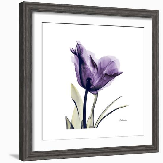 Royal Purple Parrot Tulip-Albert Koetsier-Framed Premium Giclee Print