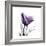 Royal Purple Parrot Tulip-Albert Koetsier-Framed Premium Giclee Print