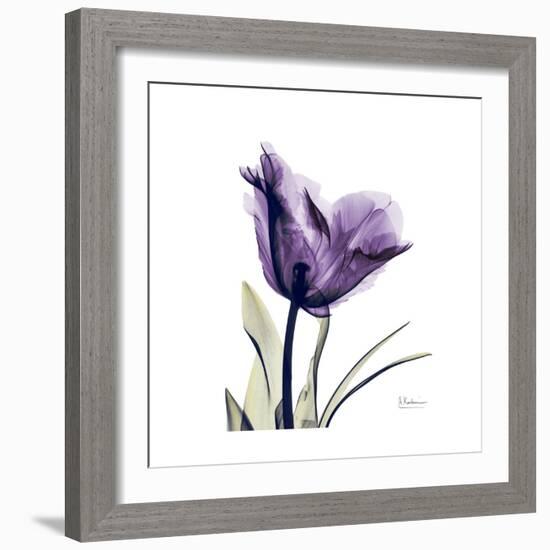 Royal Purple Parrot Tulip-Albert Koetsier-Framed Premium Giclee Print