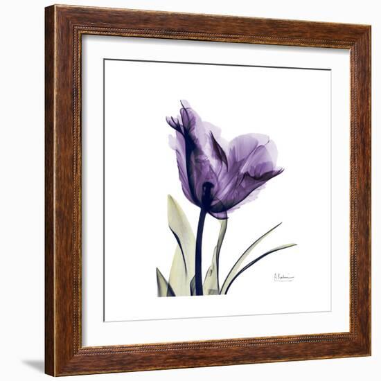 Royal Purple Parrot Tulip-Albert Koetsier-Framed Premium Giclee Print