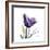 Royal Purple Parrot Tulip-Albert Koetsier-Framed Premium Giclee Print