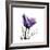 Royal Purple Parrot Tulip-Albert Koetsier-Framed Premium Giclee Print