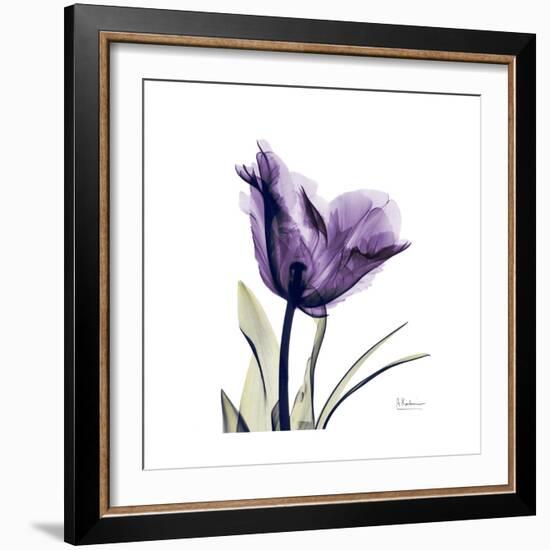 Royal Purple Parrot Tulip-Albert Koetsier-Framed Premium Giclee Print