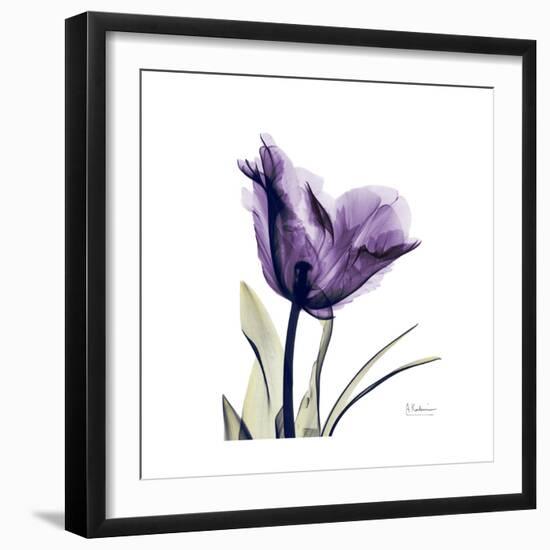 Royal Purple Parrot Tulip-Albert Koetsier-Framed Premium Giclee Print