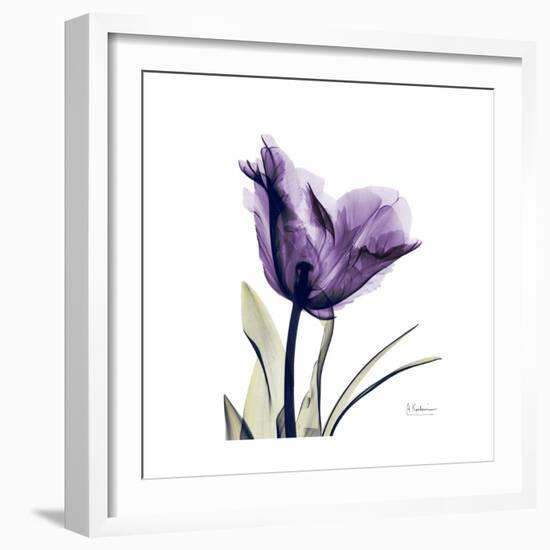 Royal Purple Parrot Tulip-Albert Koetsier-Framed Premium Giclee Print