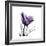 Royal Purple Parrot Tulip-Albert Koetsier-Framed Premium Giclee Print