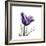 Royal Purple Parrot Tulip-Albert Koetsier-Framed Premium Giclee Print
