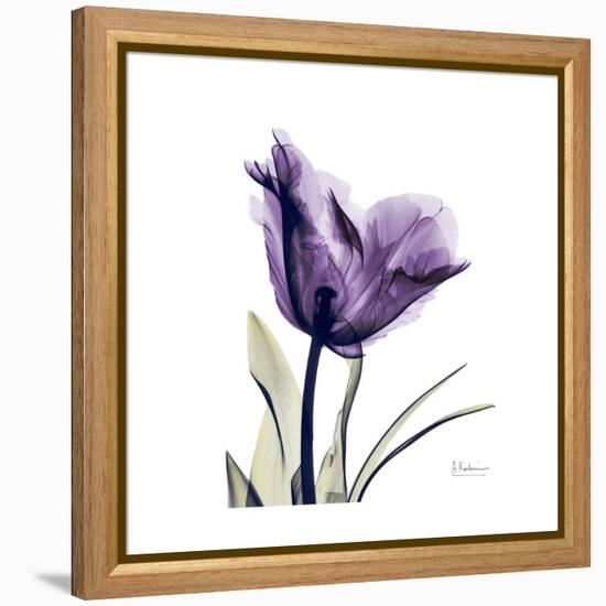 Royal Purple Parrot Tulip-Albert Koetsier-Framed Stretched Canvas