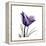 Royal Purple Parrot Tulip-Albert Koetsier-Framed Stretched Canvas