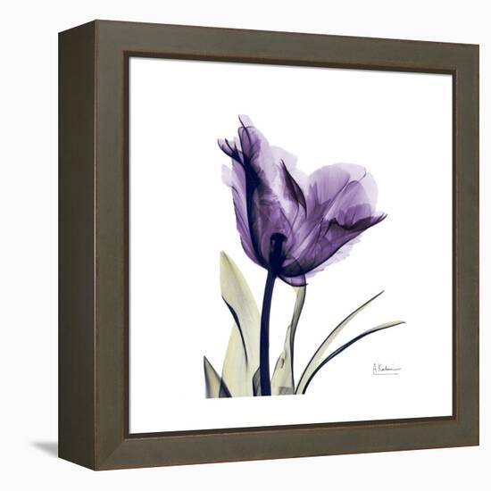 Royal Purple Parrot Tulip-Albert Koetsier-Framed Stretched Canvas