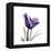 Royal Purple Parrot Tulip-Albert Koetsier-Framed Stretched Canvas