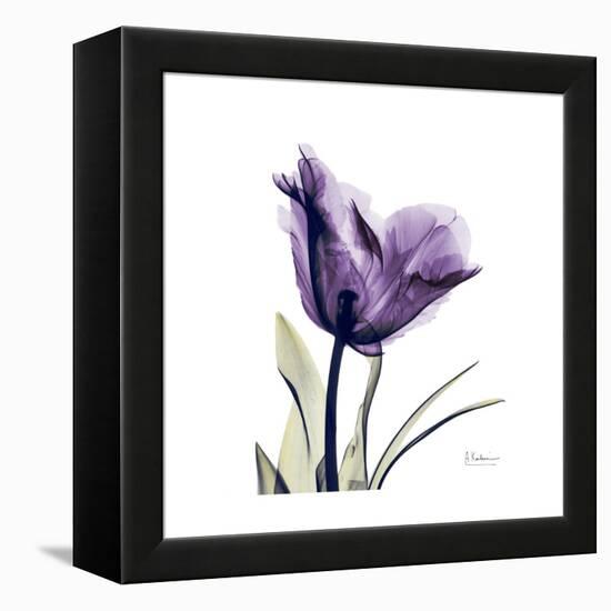 Royal Purple Parrot Tulip-Albert Koetsier-Framed Stretched Canvas