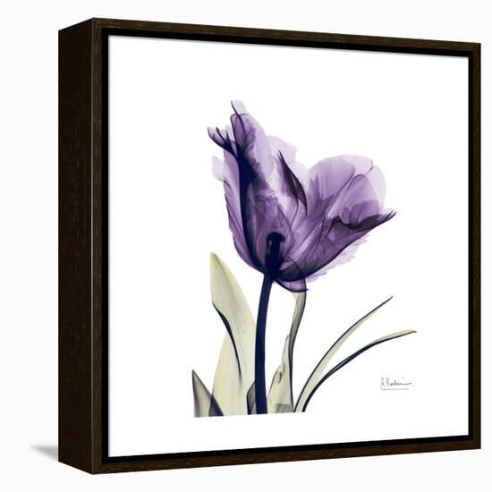 Royal Purple Parrot Tulip-Albert Koetsier-Framed Stretched Canvas