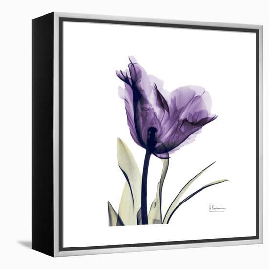 Royal Purple Parrot Tulip-Albert Koetsier-Framed Stretched Canvas