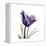 Royal Purple Parrot Tulip-Albert Koetsier-Framed Stretched Canvas