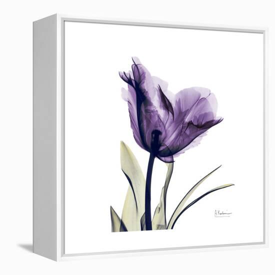 Royal Purple Parrot Tulip-Albert Koetsier-Framed Stretched Canvas