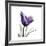 Royal Purple Parrot Tulip-Albert Koetsier-Framed Giclee Print