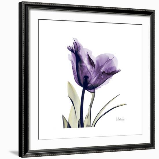 Royal Purple Parrot Tulip-Albert Koetsier-Framed Giclee Print