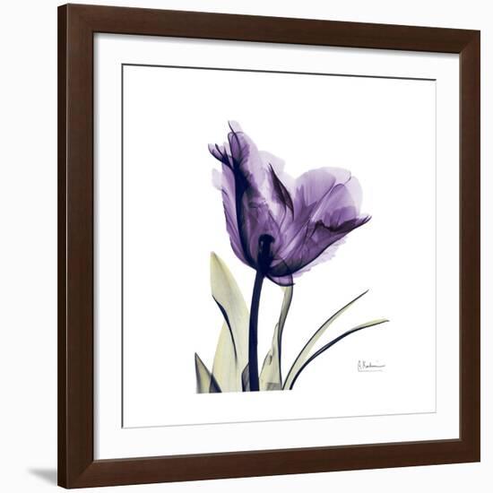 Royal Purple Parrot Tulip-Albert Koetsier-Framed Giclee Print