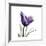 Royal Purple Parrot Tulip-Albert Koetsier-Framed Giclee Print