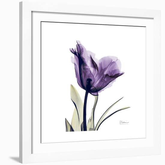 Royal Purple Parrot Tulip-Albert Koetsier-Framed Giclee Print