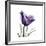 Royal Purple Parrot Tulip-Albert Koetsier-Framed Giclee Print