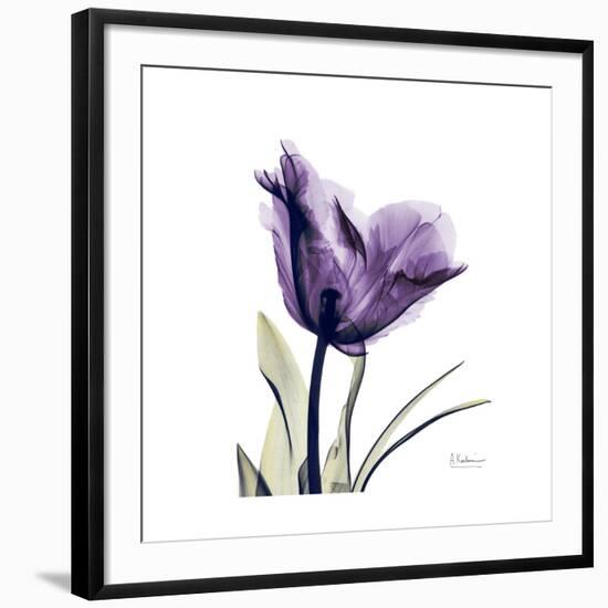 Royal Purple Parrot Tulip-Albert Koetsier-Framed Giclee Print