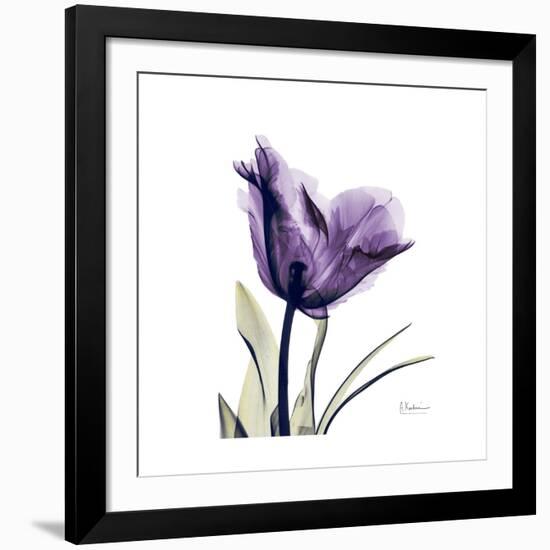 Royal Purple Parrot Tulip-Albert Koetsier-Framed Giclee Print